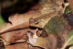 Leaf toad (Bufo margaritifer)