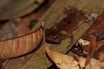 Leaf toad (Bufo margaritifer)
