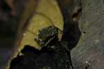 Harlequin toad (Atelopus spumarius)