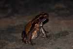Cane toad (Bufo marinus)