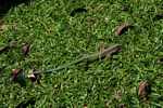 Green garden lizard (Ameiva ameiva)