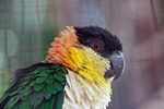 Black-headed parrot (Pionites melanocephala)