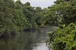 Rainforest river in Suriname