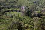 Forest clearing on the outskirts of the village of Kwamalasamutu