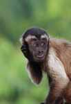 Capuchin monkey with crazy eyes