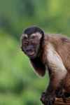 Capuchin monkey with crazy expression