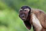 Capuchin monkey with crazy eyes