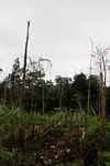 Sugar cane and manioc near the village of Kwamalasamutu