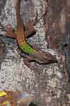 Green garden lizard (Ameiva ameiva)