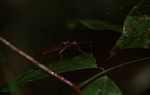 Red stick insect