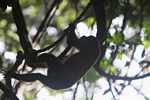 Red howler monkey silhouetted in the canopy