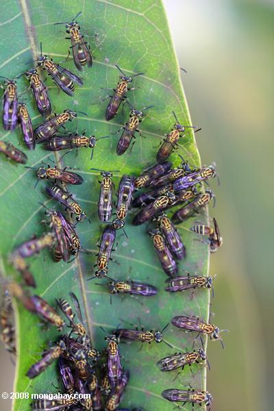 Wasps clustered on a leaf