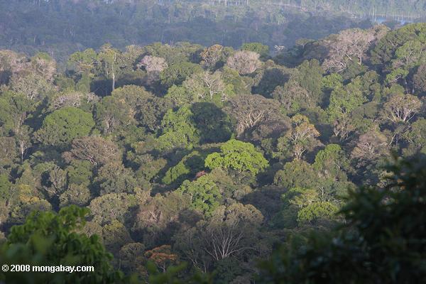 Brocholi-like rainforest canopy
