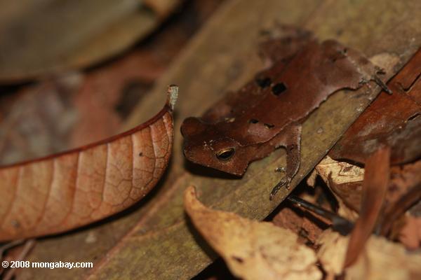 Leaf toad (Bufo species?)