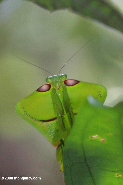 Leaf-mimicking praying mantis