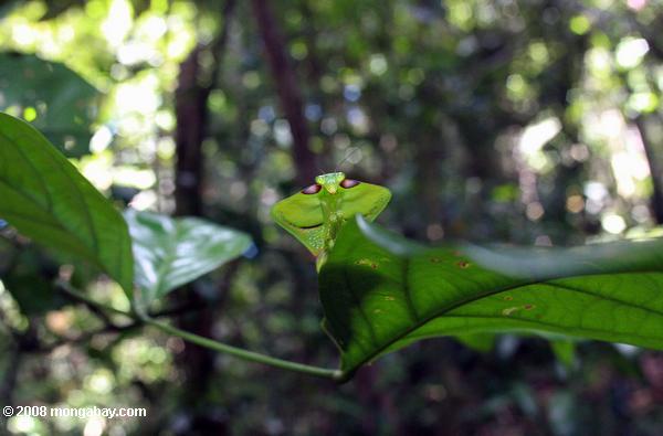 Praying mantis in Suriname. Photo by Rhett A. Butler.