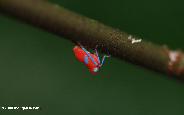 Electric pink leafhopper nymph in Suriname. Photo by Rhett A. Butler.