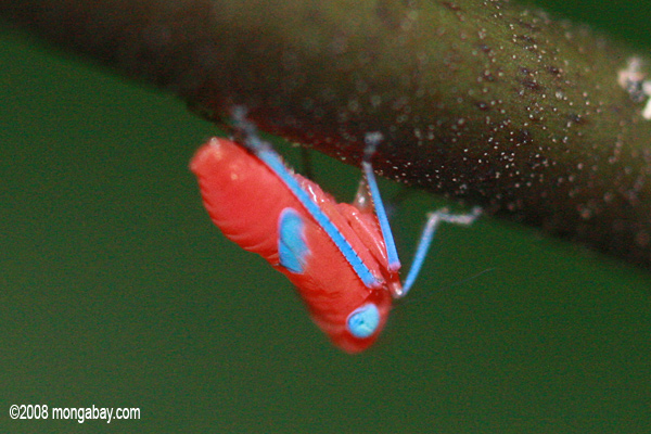 Hot pink and turquoise planthopper nymph in Suriname