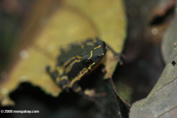 Atelopus toad