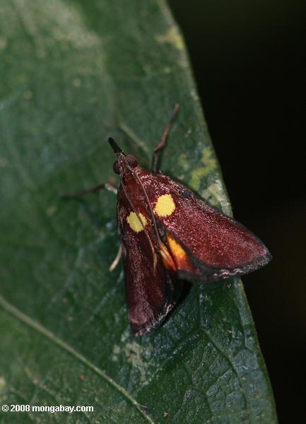 Rust-colored moth with yellow and red markings and a black fringe