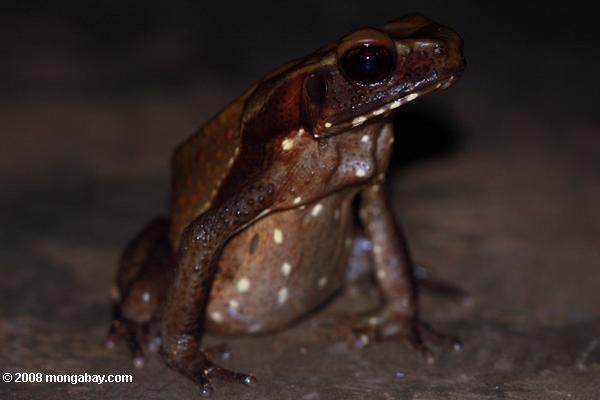 Smooth-sided toad (Bufo guttatus) 