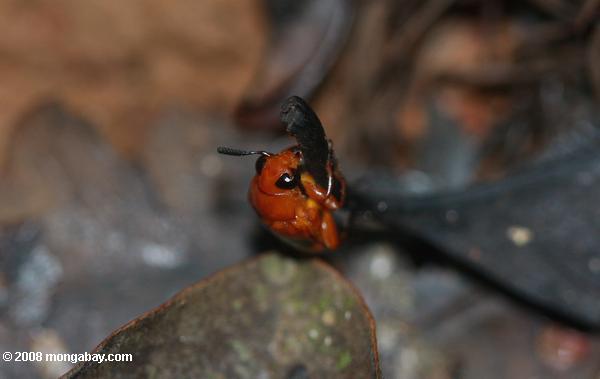 Red-orange beetle