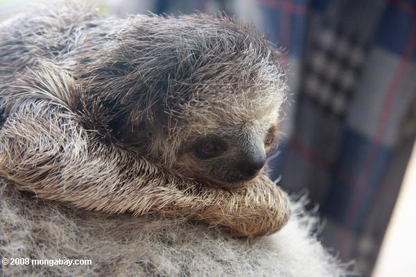 Baby sloth with its stuffed animal