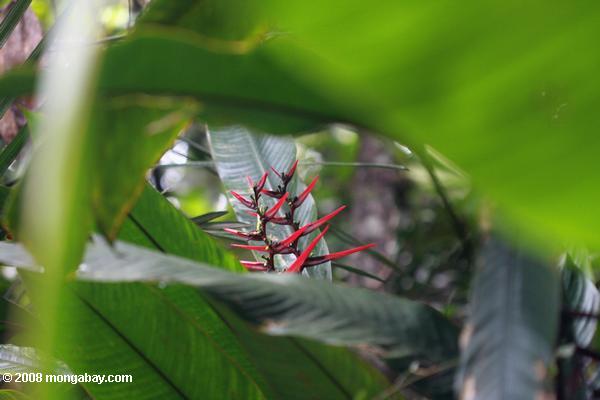 Red heliconia