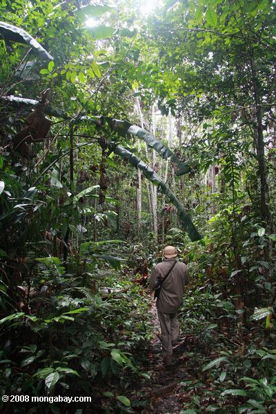 Indigenous park guard on forest patrol in Suriname. Photo by: Rhett A. Butler. 