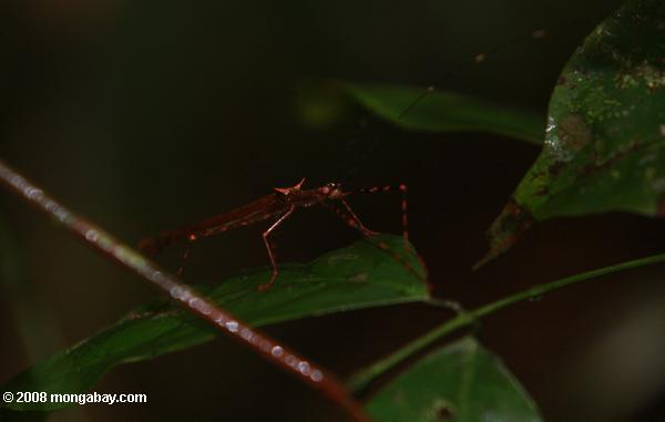 Red stick insect