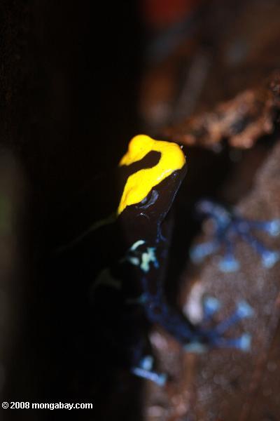 Yellow and blue poison arrow frog guarding its nest
