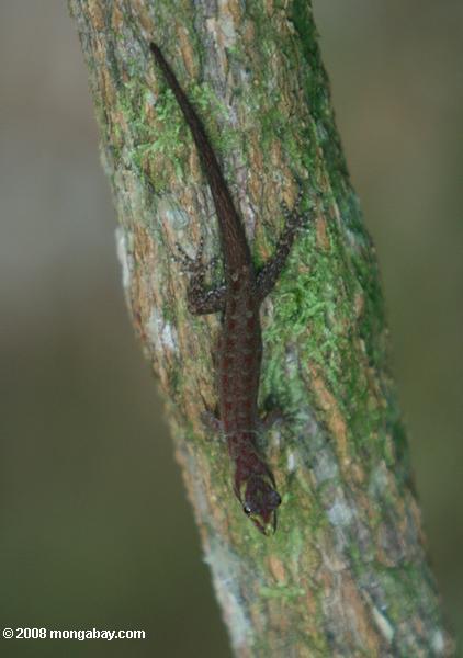 Maroon-spotted brown lizard