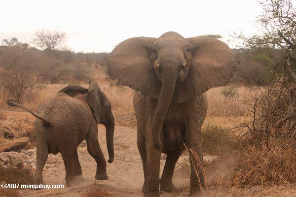 Perturbed male elephant in Tanzania. Photo by: Rhett A. Butler.