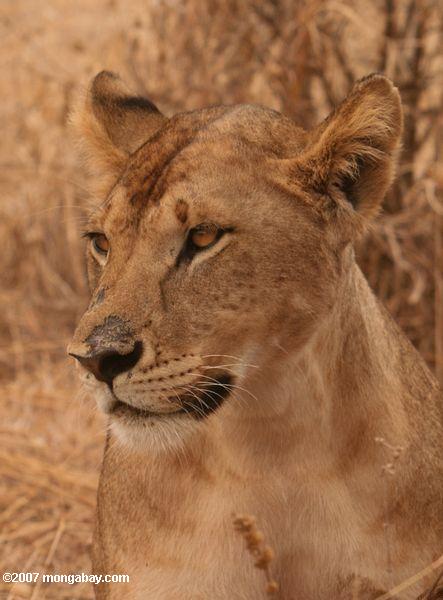 Lion in Tanzania. Photo by: Rhett A. Butler.