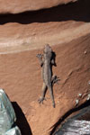 Spiny-tailed house gecko (Hemidactylus frenatus)