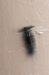 Black caterpillar with red head markings