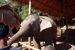 Elephant Camp at Chiang Sean
