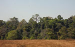 Khao Yai rainforest