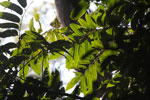 Rainforest leaves