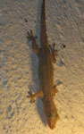 Flat-tailed house gecko (Cosymbotus platyurus)