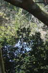 Rainforest vegetation reflected in a blackwater creek