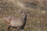Sambar deer (Cervus unicolor)