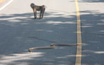 Macaque monkey watching a king cobra (Ophiophagus hannah) cross a road