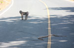 Macaque monkey watching a king cobra (Ophiophagus hannah) cross a road