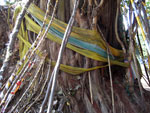 Prayer flags around a banyan tree
